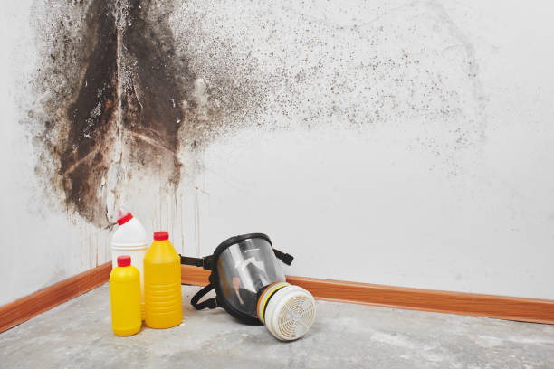 Best Industrial Mold Remediation in Moreland Hills, OH