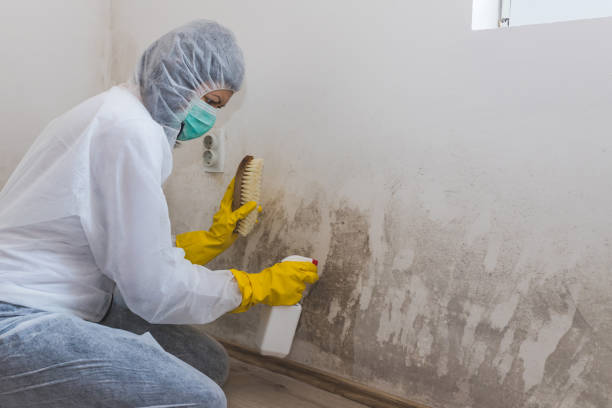 Best Post-Flood Mold Remediation in Moreland Hills, OH